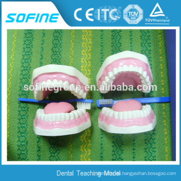 Für zahnärztliche Lehre Zähne Modell Kiefer